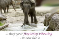 keep-your-frequency-vibrating--in-case-life-is-inviting-YOU-to-BE