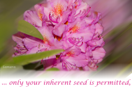only-your-inherent-seed-is-permitted-to-sprout-with-your-assistance