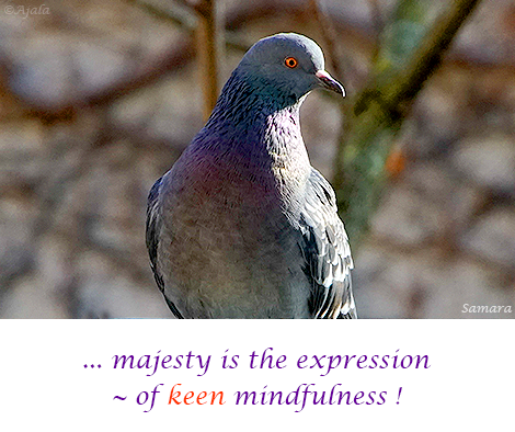 majesty-is-the-expression--of-keen-mindfulness