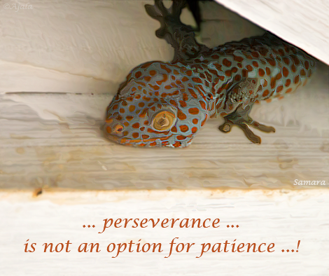 perseverance-is-not-an-option-for-patience
