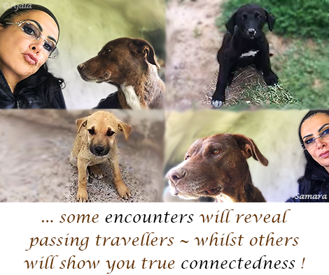 some-encounters-will-reveal-passing-travellers--whilst-others-will-show-you-true-connectedness