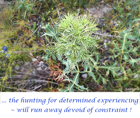 the-hunting-for-determined-experiencing--will-run-away-devoid-of-constraint