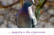 majesty-is-the-expression--of-keen-mindfulness